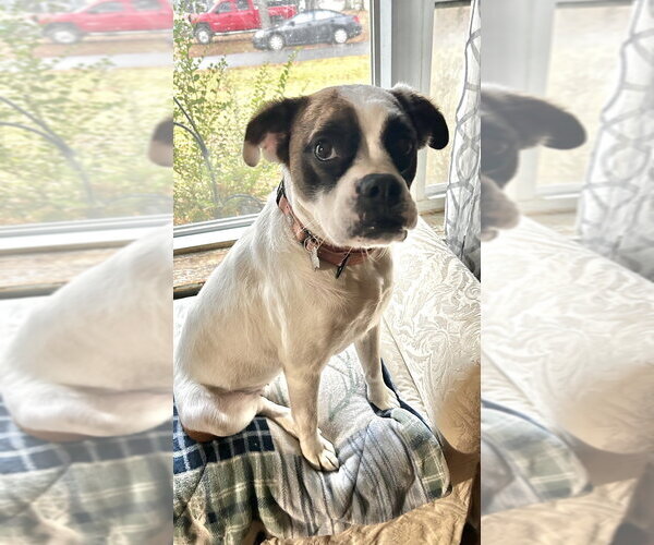 Medium Photo #1 Boxer-Unknown Mix Puppy For Sale in Boston, MA, USA