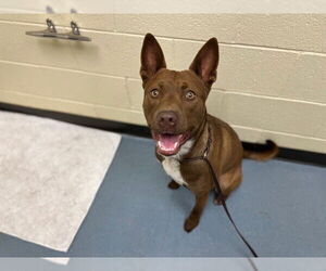American Pit Bull Terrier-Unknown Mix Dogs for adoption in Denver, CO, USA