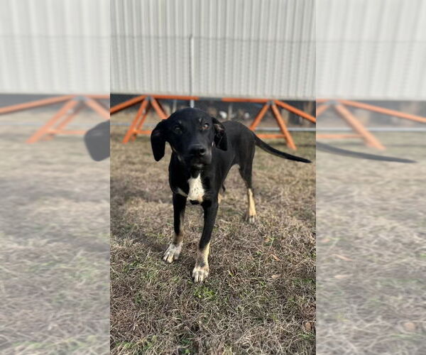 Medium Photo #9 Mountain Cur-Unknown Mix Puppy For Sale in Rockaway, NJ, USA