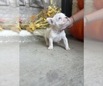 Small #13 French Bulldog