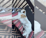 Small #2 Pyrenees Border Collie