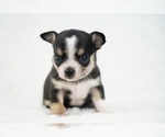Small Photo #1 Chihuahua Puppy For Sale in UNION GROVE, NC, USA