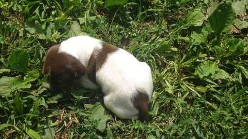 Medium Photo #1 German Shorthaired Pointer Puppy For Sale in SAND LAKE, MI, USA