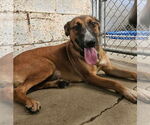 Small #2 German Shepherd Dog Mix