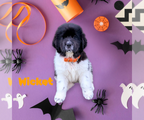 Medium Photo #1 Newfoundland Puppy For Sale in LAS VEGAS, NV, USA