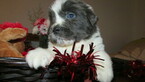 Small Photo #4 Newfoundland Puppy For Sale in CLINTON, AR, USA