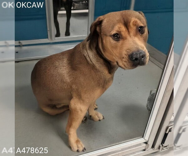 Medium Photo #1 Mutt Puppy For Sale in Oklahoma City, OK, USA