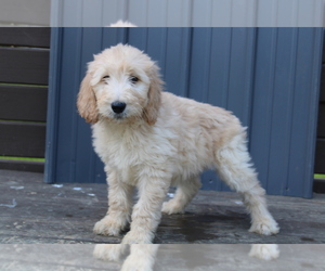 Goldendoodle Puppy for sale in BLOOMINGTON, IN, USA
