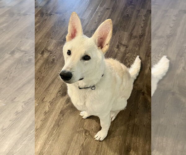 Medium Photo #2 Unknown-white german shepherd Mix Puppy For Sale in Dana Point, CA, USA