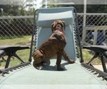 Small #4 Boxer