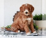 Small #3 Goldendoodle (Miniature)