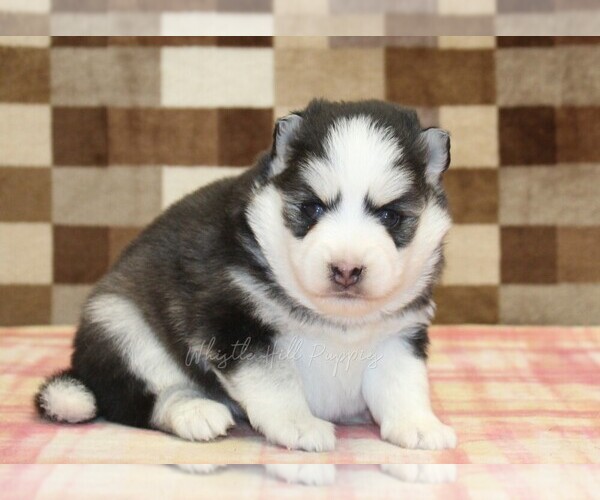 Medium Photo #3 Pomsky Puppy For Sale in DENVER, PA, USA