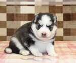 Missy - Female Pomsky Puppy for Sale - Photo #3