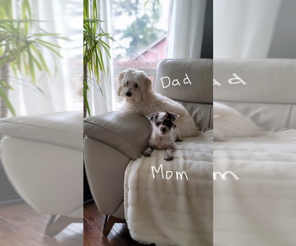 Medium Photo #1 Maltese-Maltipoo Mix Puppy For Sale in CAMPOBELLO, SC, USA