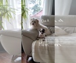 Small Photo #1 Maltese-Maltipoo Mix Puppy For Sale in CAMPOBELLO, SC, USA