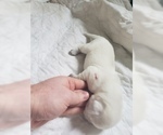 Small Photo #38 Labrador Retriever Puppy For Sale in NEW LENOX, IL, USA