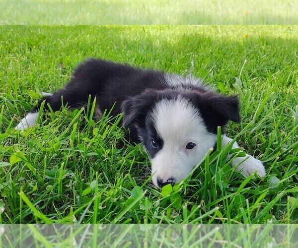 Medium Photo #9 Border Collie Puppy For Sale in NORBORNE, MO, USA