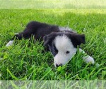 Small Photo #10 Border Collie Puppy For Sale in NORBORNE, MO, USA