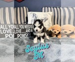 Puppy Scylus Pomsky