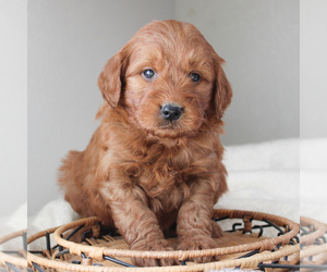 Goldendoodle-Poodle (Miniature) Mix Puppy for sale in CHRISTIANA, PA, USA