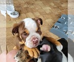 Small Photo #10 English Bulldog Puppy For Sale in GULF BREEZE, FL, USA