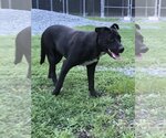 Small #2 Labrador Retriever Mix