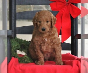 Goldendoodle Puppy for sale in EAST EARL, PA, USA