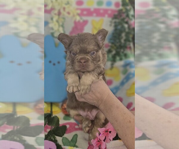 Medium Photo #8 French Bulldog Puppy For Sale in RUSHVILLE, IN, USA