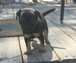 Chiweenie Puppy for sale in HUBERT, NC, USA