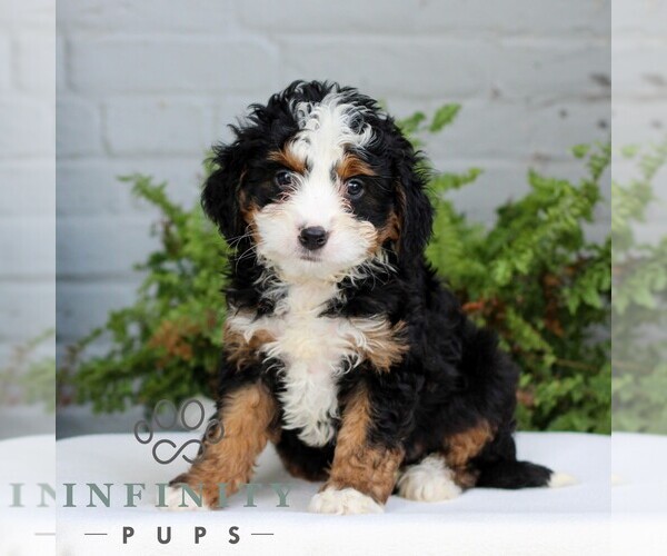 Medium Photo #1 Bernedoodle (Miniature) Puppy For Sale in LITITZ, PA, USA