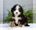 Image preview for Ad Listing. Nickname: Jack