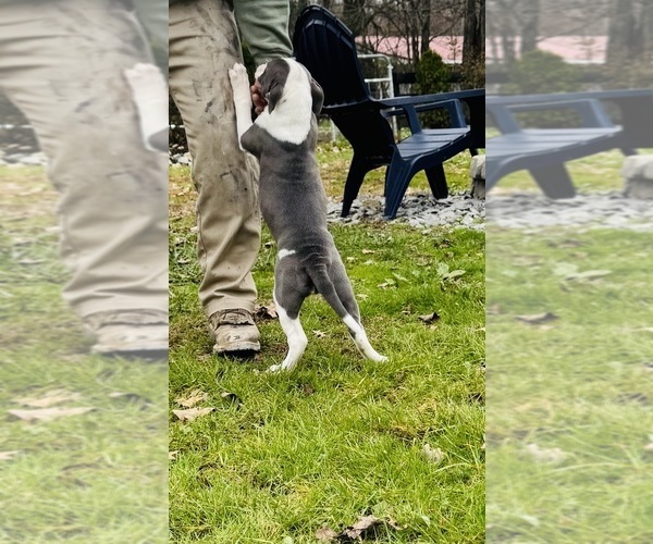 Medium Photo #6 American Bulldog Puppy For Sale in COLUMBIA, KY, USA