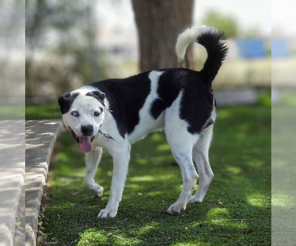 Medium Photo #4 Labrador Retriever-Unknown Mix Puppy For Sale in Vail, AZ, USA