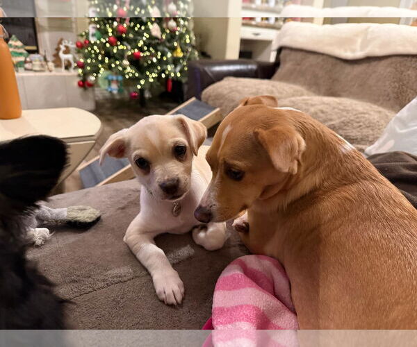 Medium Photo #5 Daug Puppy For Sale in Escondido, CA, USA