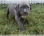 Puppy Violet American Bully