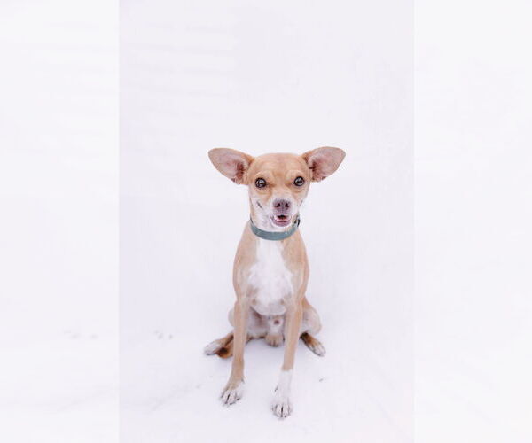 Medium Photo #11 Rat-Cha Puppy For Sale in Princeton, MN, USA