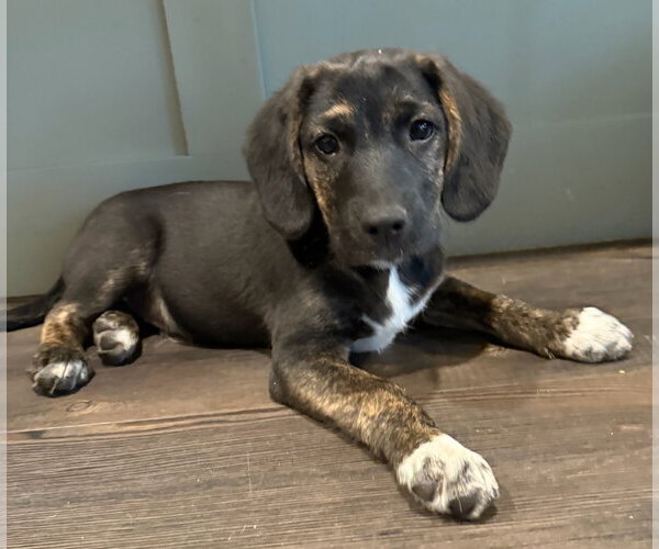 Medium Photo #3 Border Collie-Unknown Mix Puppy For Sale in Tabernash, CO, USA