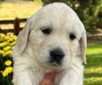 Puppy Tigger English Cream Golden Retriever