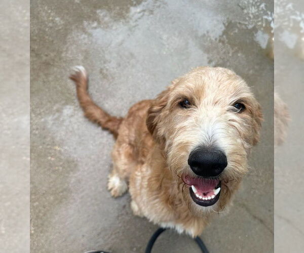 Medium Photo #2 Labradoodle Puppy For Sale in Oak Bluffs, MA, USA