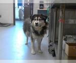 Small Siberian Husky