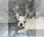 Small Photo #7 French Bulldog Puppy For Sale in PHOENIX, AZ, USA