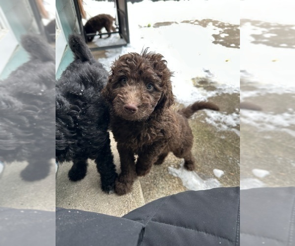 Medium Photo #5 Aussiedoodle Puppy For Sale in LA CRESCENT, MN, USA
