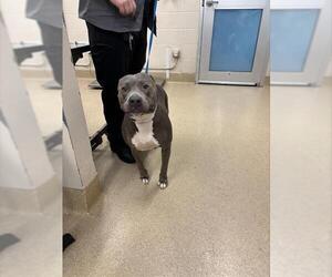 American Staffordshire Terrier-Unknown Mix Dogs for adoption in Grand Prairie, TX, USA