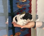 Small #3 Pembroke Welsh Corgi-Poodle (Miniature) Mix