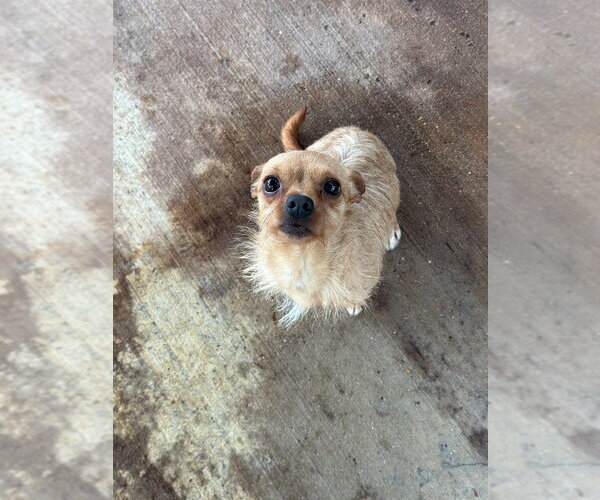 Medium Photo #3 Chihuahua Puppy For Sale in Oak Bluffs, MA, USA