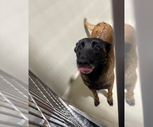 Mutt Dogs for adoption in Bakersfield, CA, USA