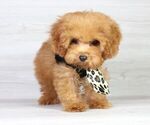 Small Photo #2 Poodle (Miniature) Puppy For Sale in LAS VEGAS, NV, USA
