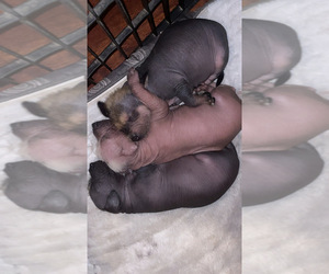 Xoloitzcuintli (Mexican Hairless) Puppy for sale in STANTON, CA, USA