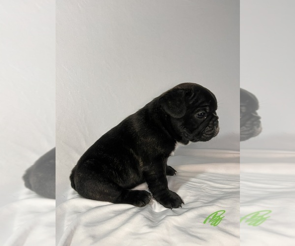 Medium Photo #9 French Bulldog Puppy For Sale in JOLIET, IL, USA