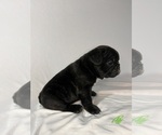 Small #8 French Bulldog